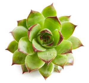Netresk - Sempervivum tectorum